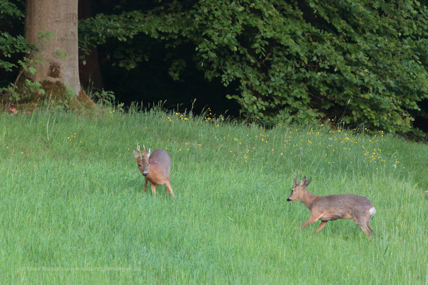 Reh (Capreolus capreolus)